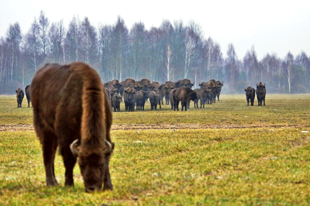 Дом российских зубров – национальный парк «Орловское полесье»